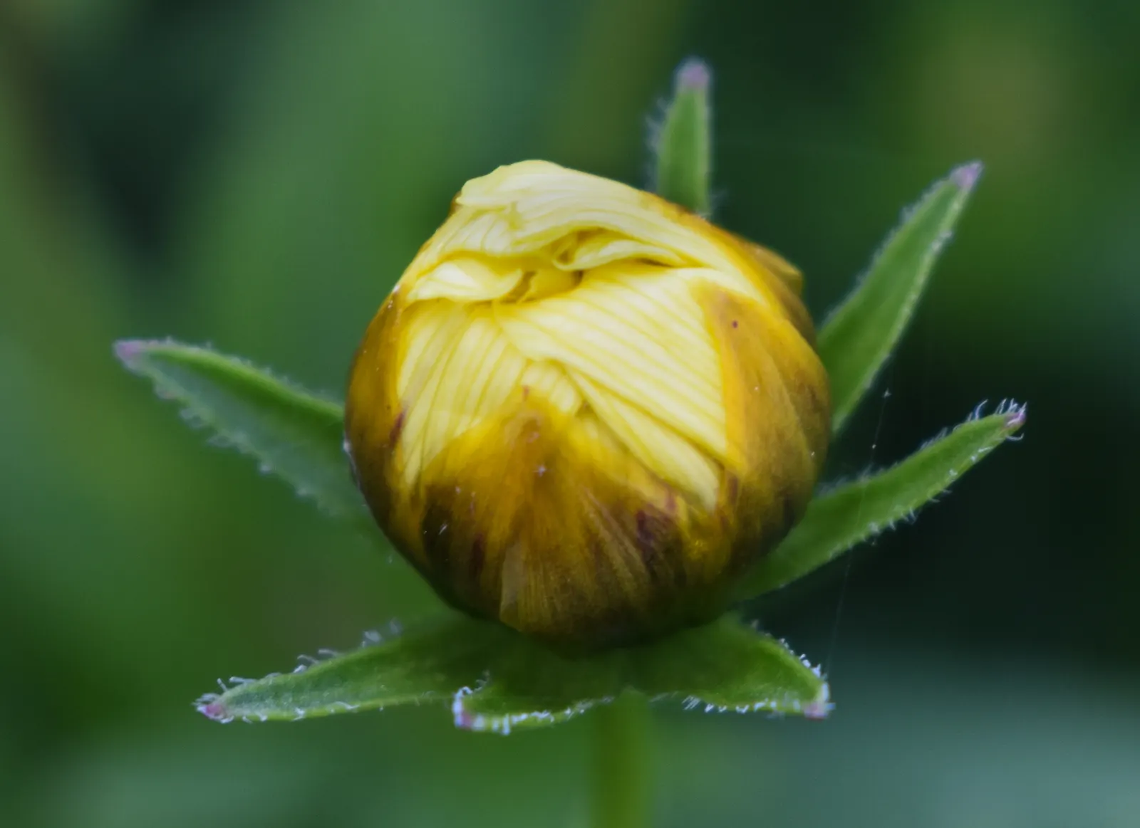 Calliopsis, Annual Coreopsis (Coreopsis Tinctoria) — typically measuring between 1 to 2 inches across