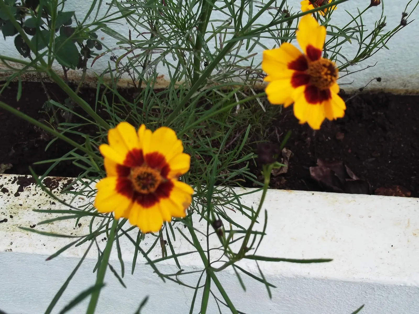 Calliopsis, Annual Coreopsis (Coreopsis Tinctoria) — annual for full; creating a dazzling display of color and texture within your landscape design