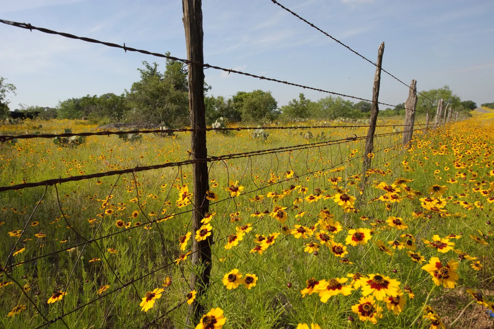 Calliopsis, Annual Coreopsis (Coreopsis Tinctoria) — <br><br>The fine-textured; multi-colored and red and yellow flowers in the garden, image 67