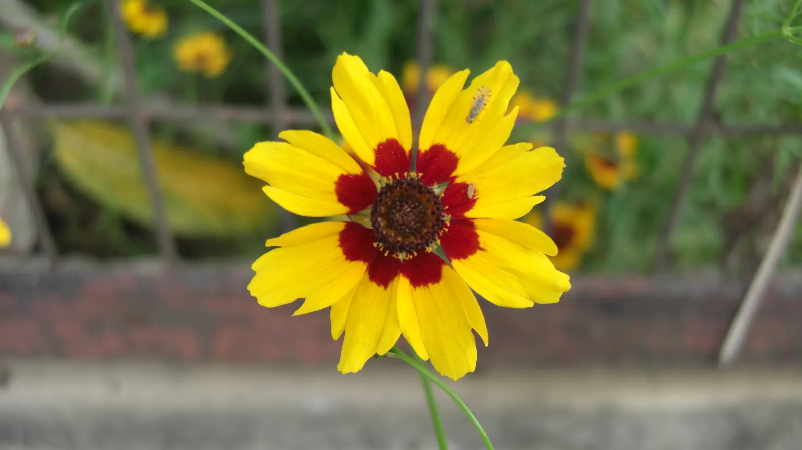 Calliopsis, Annual Coreopsis (Coreopsis Tinctoria) — It's also a prolific self-sower
