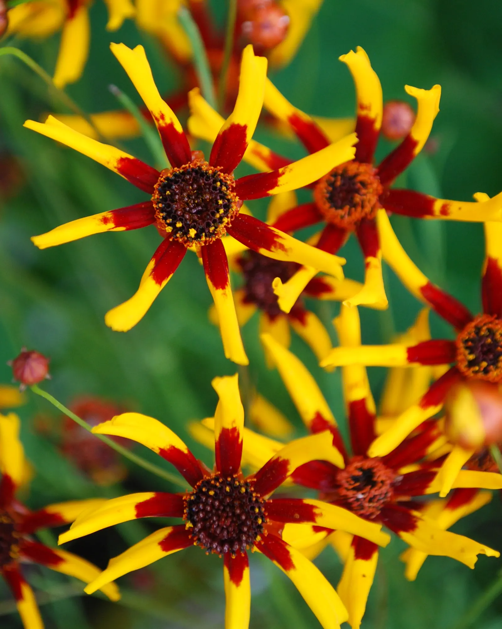 Calliopsis, Annual Coreopsis (Coreopsis Tinctoria) — daisy-like flowers with a unique; <br><br>The fine-textured, image 62