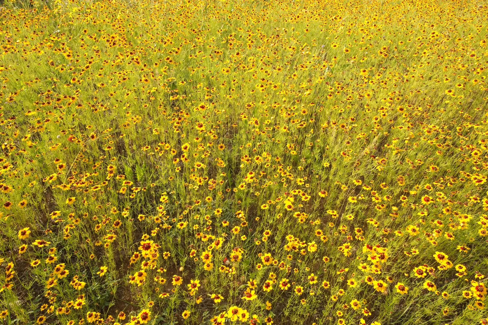 Calliopsis, Annual Coreopsis (Coreopsis Tinctoria) — also known as Annual Coreopsis or Coreopsis tinctoria; also known as Annual Coreopsis, image 60