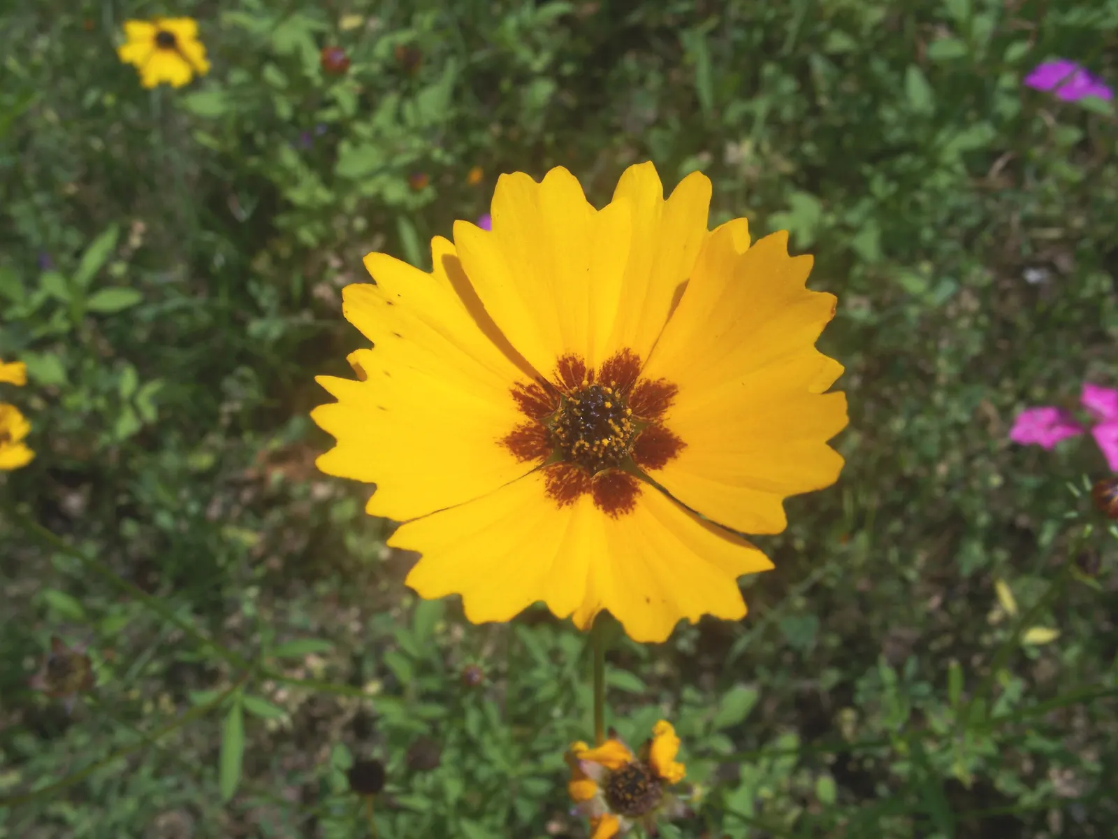 Calliopsis, Annual Coreopsis (Coreopsis Tinctoria) — lanceolate leaves of Coreopsis tinctoria add an airy elegance to the plant profile
