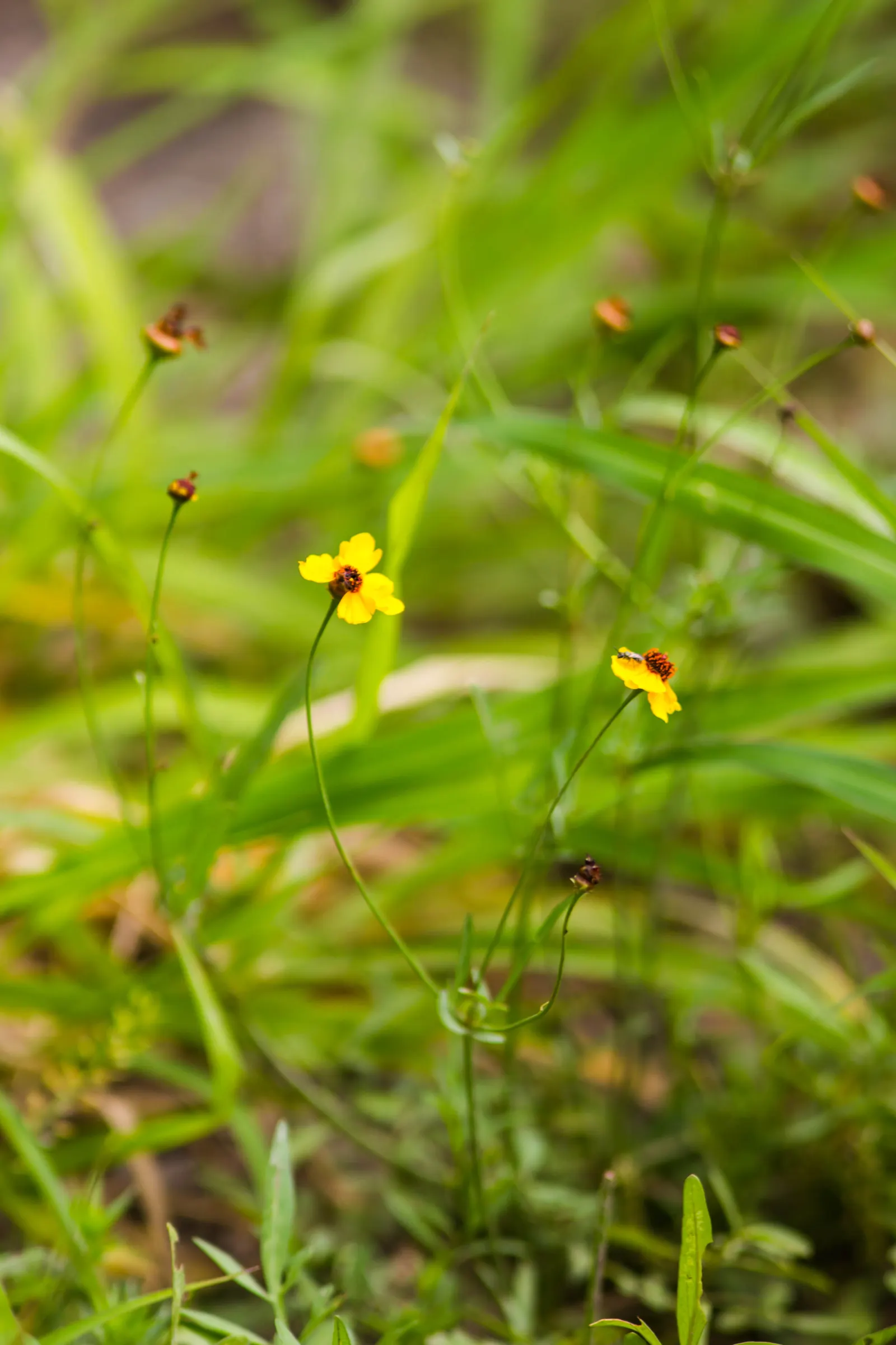 Calliopsis, Annual Coreopsis (Coreopsis Tinctoria) — flourish atop slender stems that can reach heights between 2 to 4 feet; daisy-like flowers with a unique