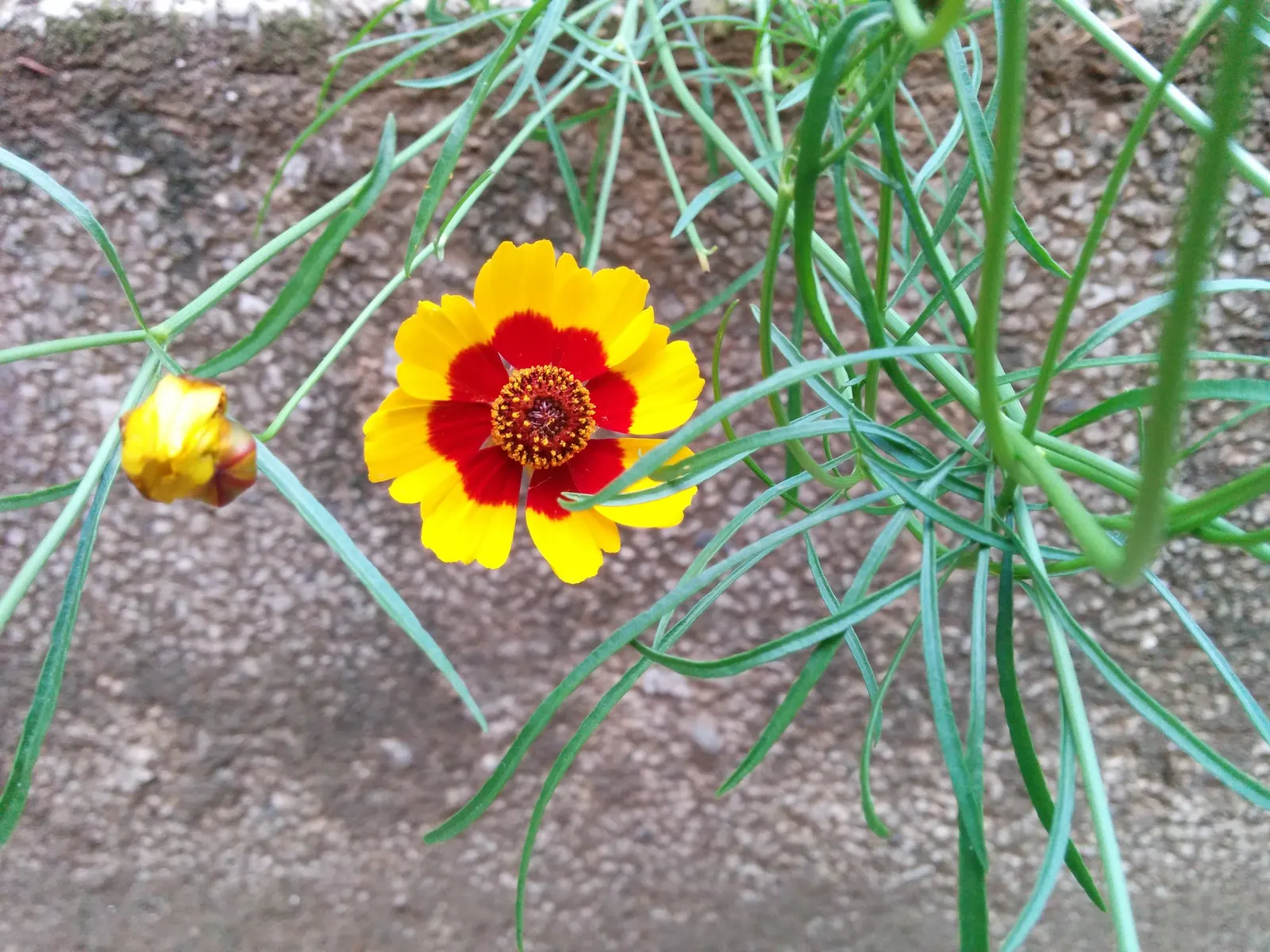 Calliopsis, Annual Coreopsis (Coreopsis Tinctoria) — offering easy maintenance and persistent color; it's also a prolific self-sower, image 59