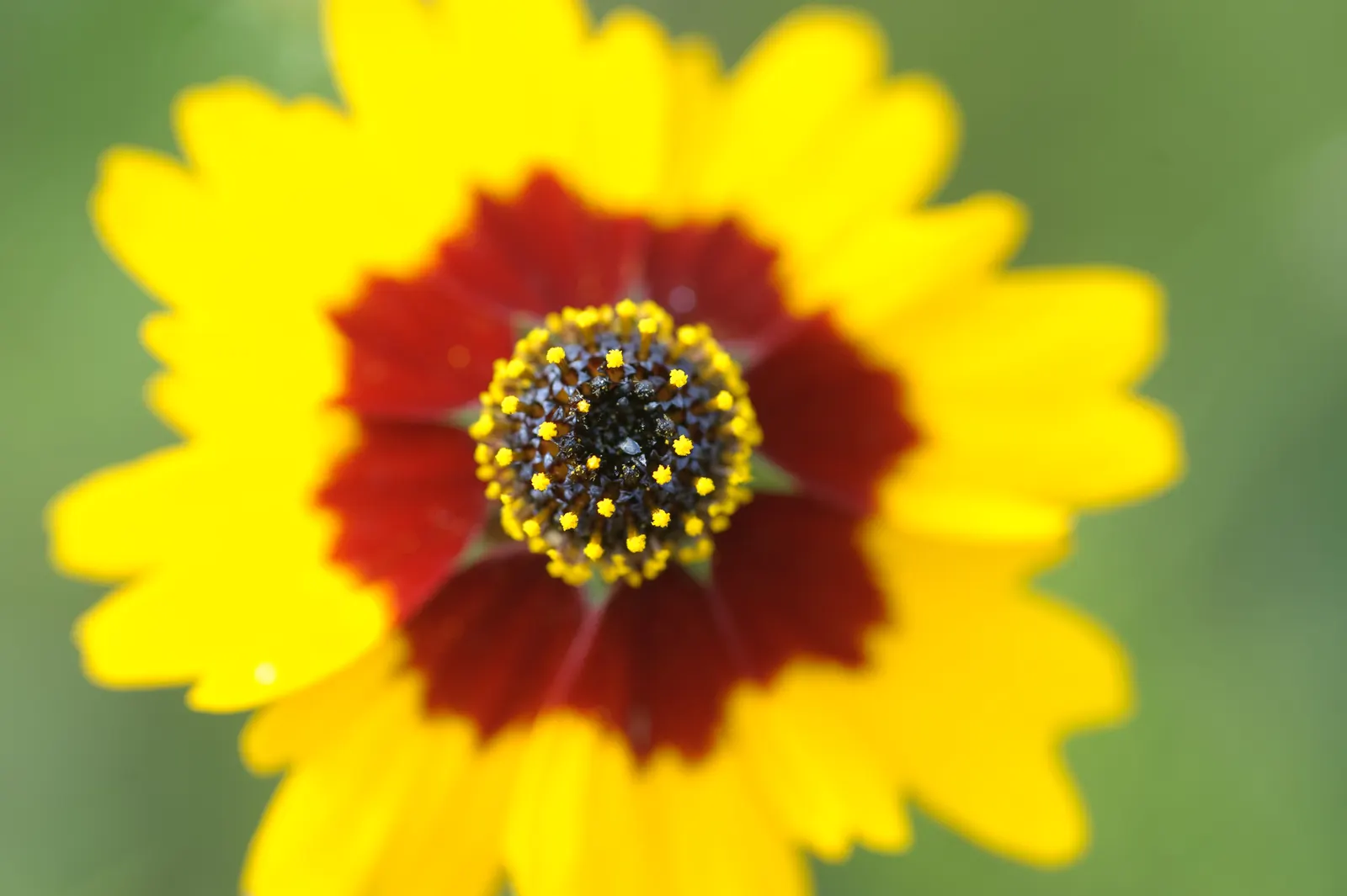 Calliopsis, Annual Coreopsis (Coreopsis Tinctoria) — This North American native stands about 2 to 4 feet tall with a 1-foot spread; this sun-loving wildflower