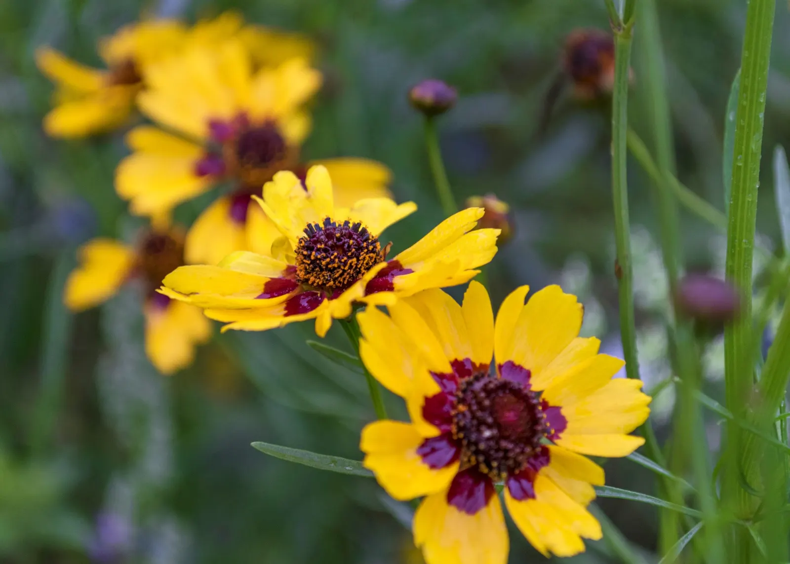 Calliopsis, Annual Coreopsis (Coreopsis Tinctoria) — annual for full
