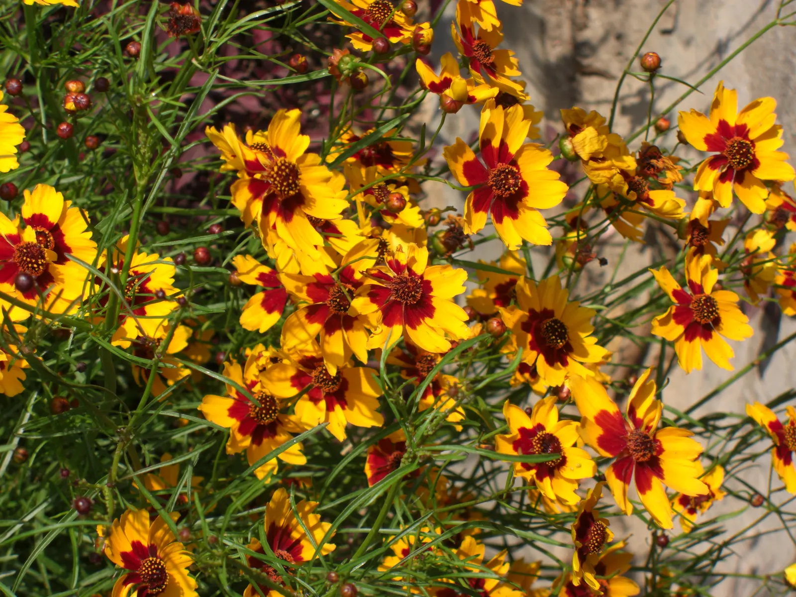 Calliopsis, Annual Coreopsis (Coreopsis Tinctoria) — also known as Annual Coreopsis or Coreopsis tinctoria
