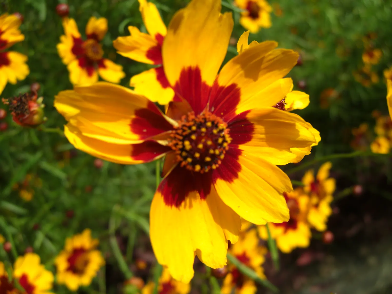 Calliopsis, Annual Coreopsis (Coreopsis Tinctoria) — two-toned appearance - golden-yellow petals often accentuated with deep red or maroon centers