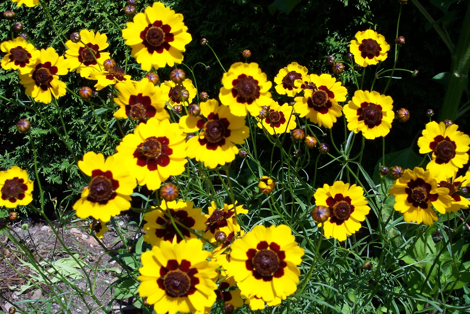Calliopsis, Annual Coreopsis (Coreopsis Tinctoria) — daisy-like flowers with a unique; <br><br>The fine-textured