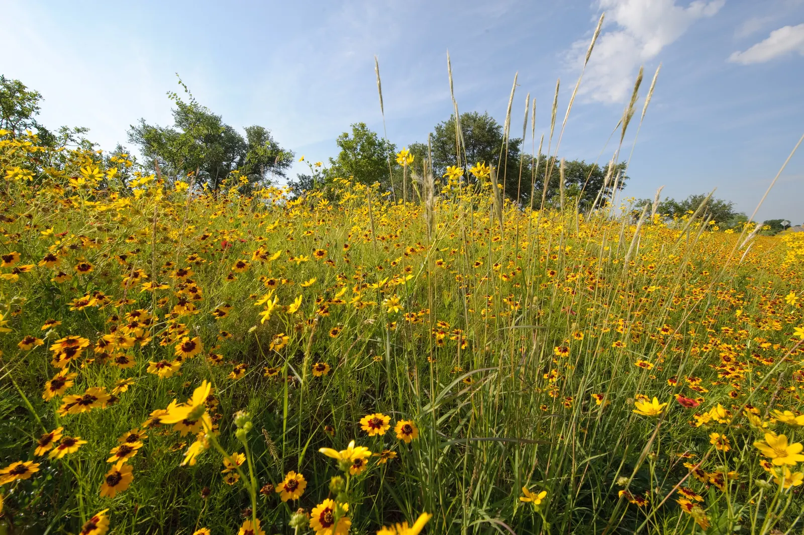 Calliopsis, Annual Coreopsis (Coreopsis Tinctoria) — making it a fitting choice for both formal and informal gardens; typically measuring between 1, image 69