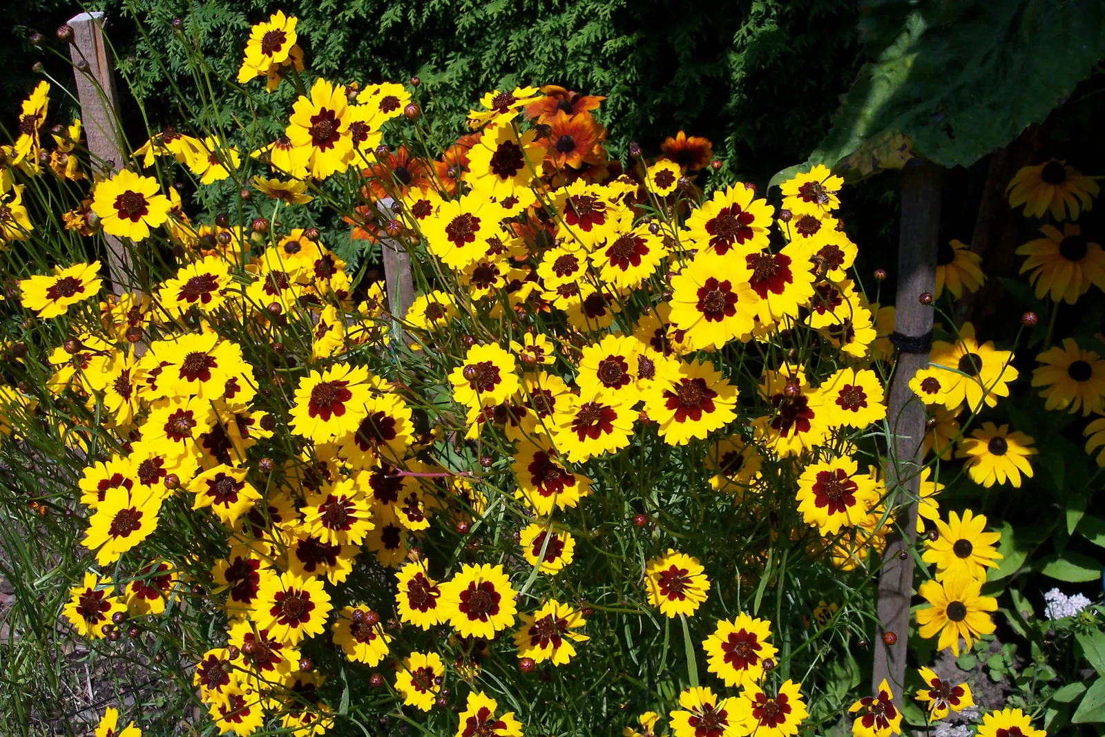Calliopsis, Annual Coreopsis (Coreopsis Tinctoria) — Coreopsis tinctoria is a top choice for borders; with a spread of 1 to 2 feet
