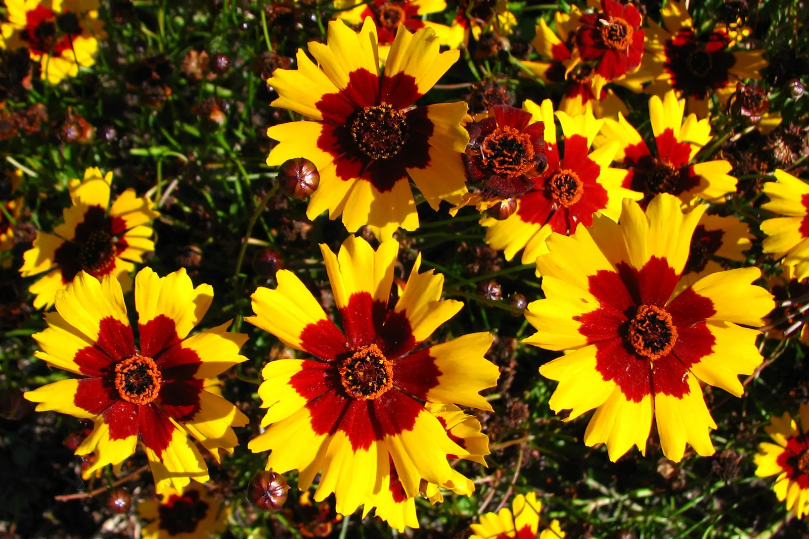 Calliopsis, Annual Coreopsis (Coreopsis Tinctoria) — sun-loving flower with a blooming season from late spring to fall; two-toned appearance, image 54