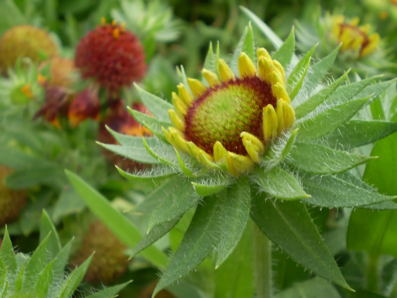 Calliopsis, Annual Coreopsis (Coreopsis Tinctoria) — Ideal for borders or wildflower gardens