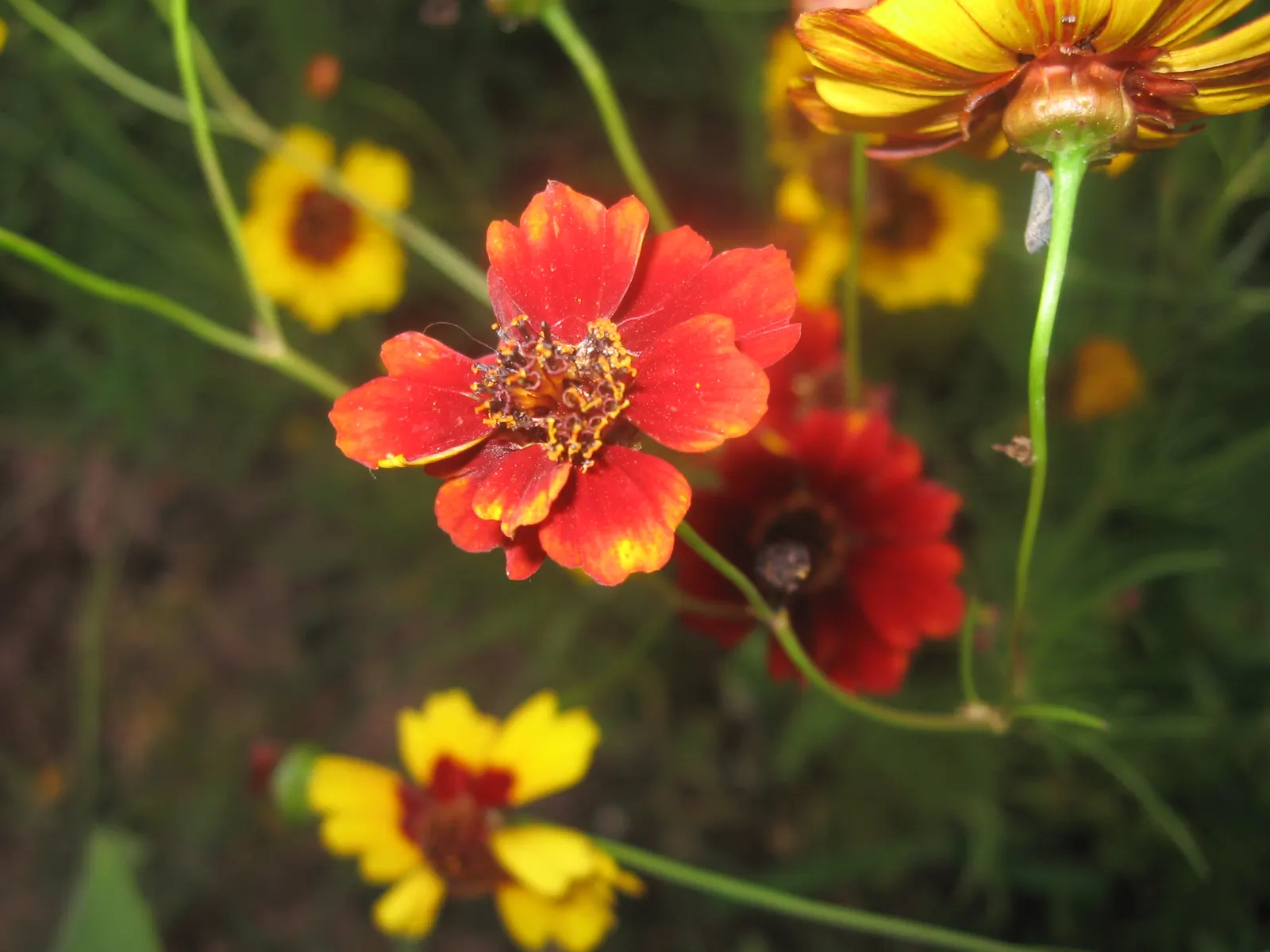 Calliopsis, Annual Coreopsis (Coreopsis Tinctoria) — It flaunts daisy-like blossoms in yellows and reds with distinctive, dark centers; annual with, image 56