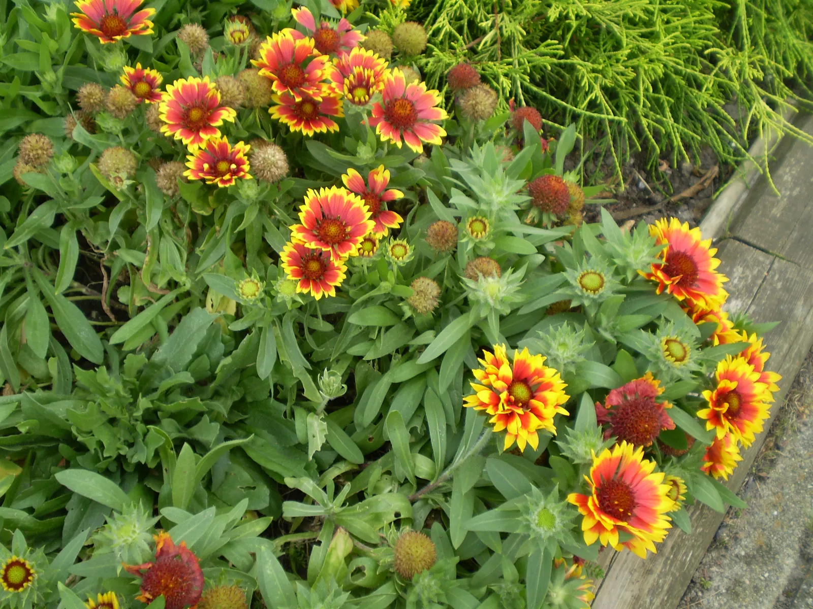 Calliopsis, Annual Coreopsis (Coreopsis Tinctoria) — Ideal for borders or wildflower gardens; it thrives in full sun and handles a range of soil conditions