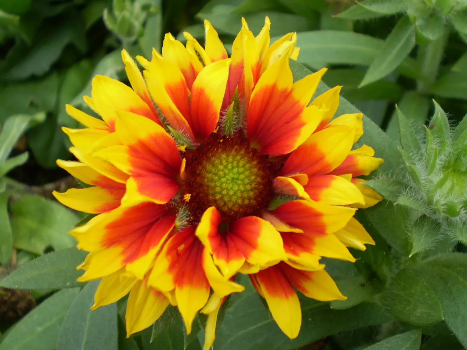 Calliopsis, Annual Coreopsis (Coreopsis Tinctoria) — with a spread of 1 to 2 feet