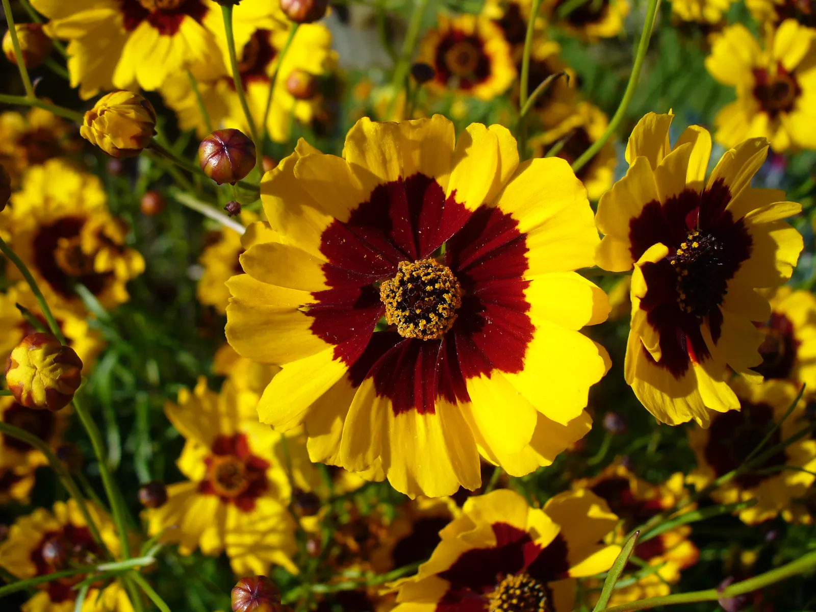 Calliopsis, Annual Coreopsis (Coreopsis Tinctoria) — with a spread of 1 to 2 feet; making it a fitting choice for both formal and informal gardens