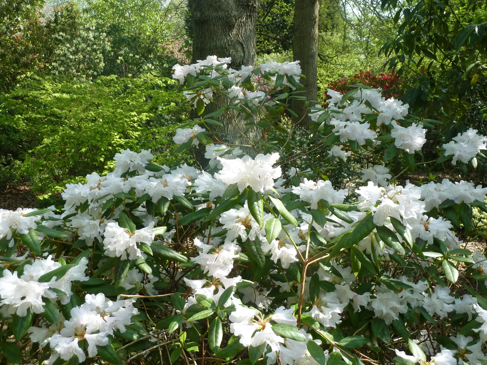 Dora Amateis Rhododendron (Rhododendron 'Dora Amateis') — trumpet-shaped flowers with yellow-green markings