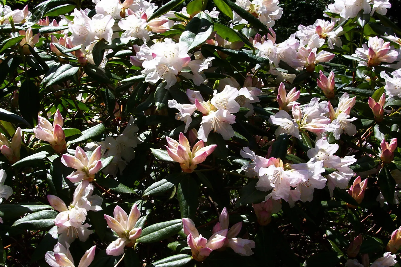 Dora Amateis Rhododendron (Rhododendron 'Dora Amateis') — notable for its stunning spring display of white