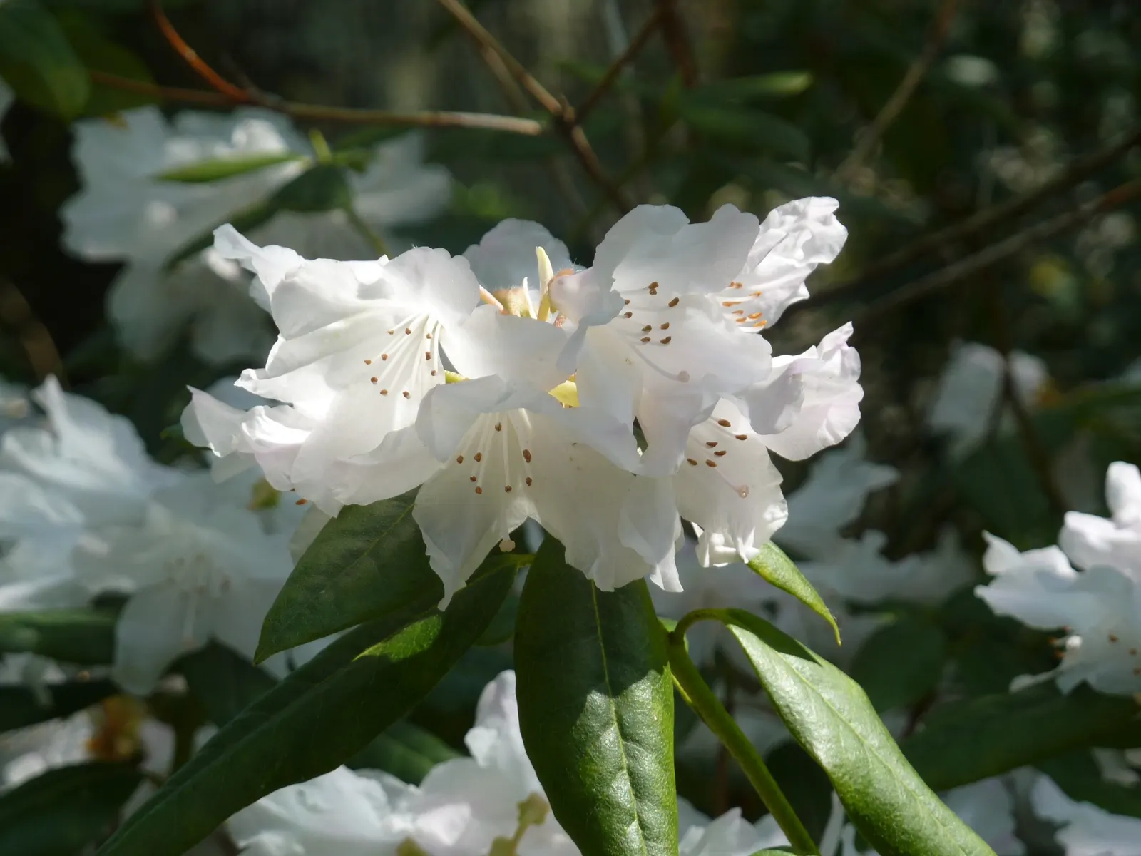 Dora Amateis Rhododendron (Rhododendron 'Dora Amateis') — The Rhododendron 'Dora Amateis' is a compact evergreen shrub