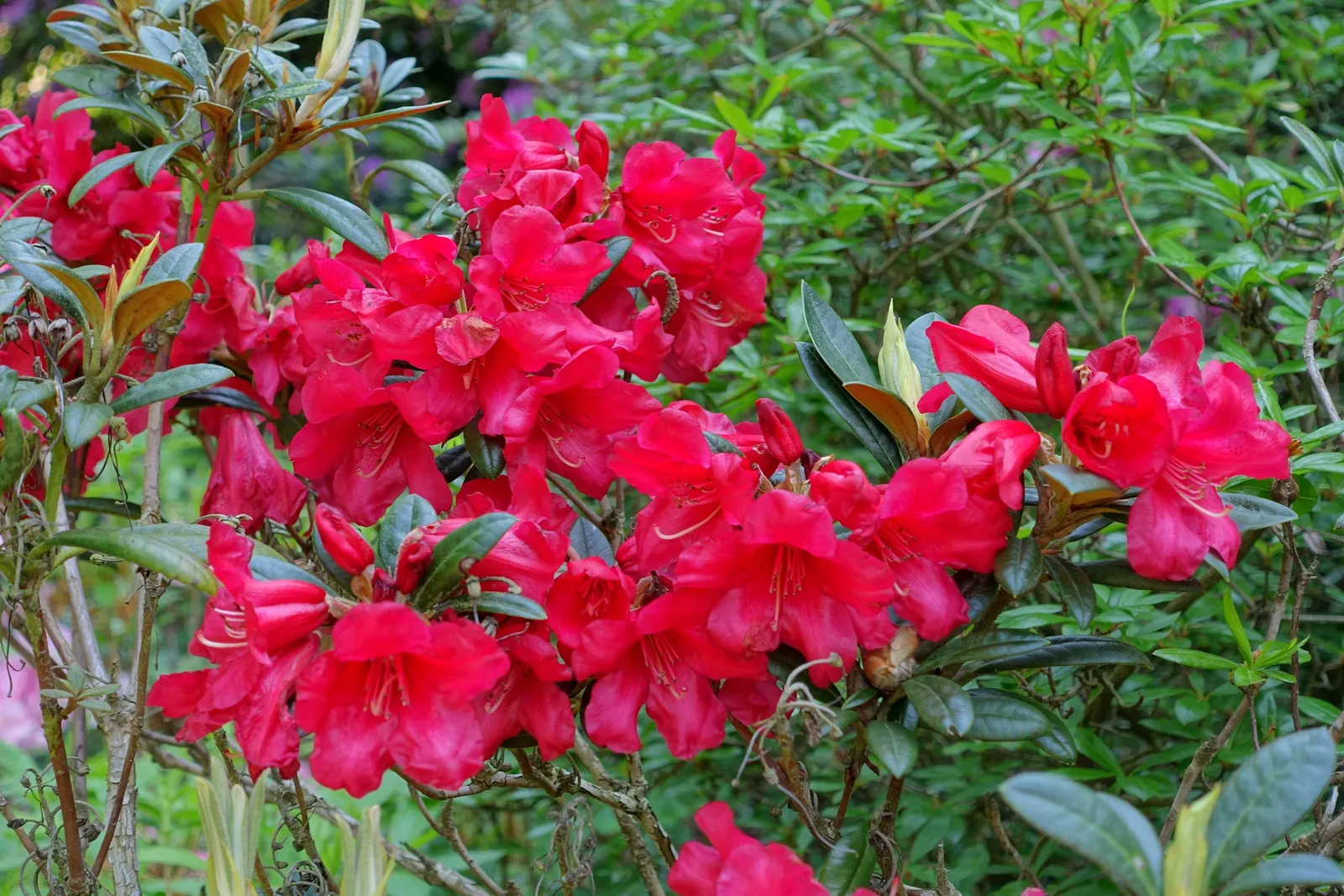 Fred Peste Rhododendron (Rhododendron 'Fred Peste') — flaunts striking purple flowers with deep red throats each spring