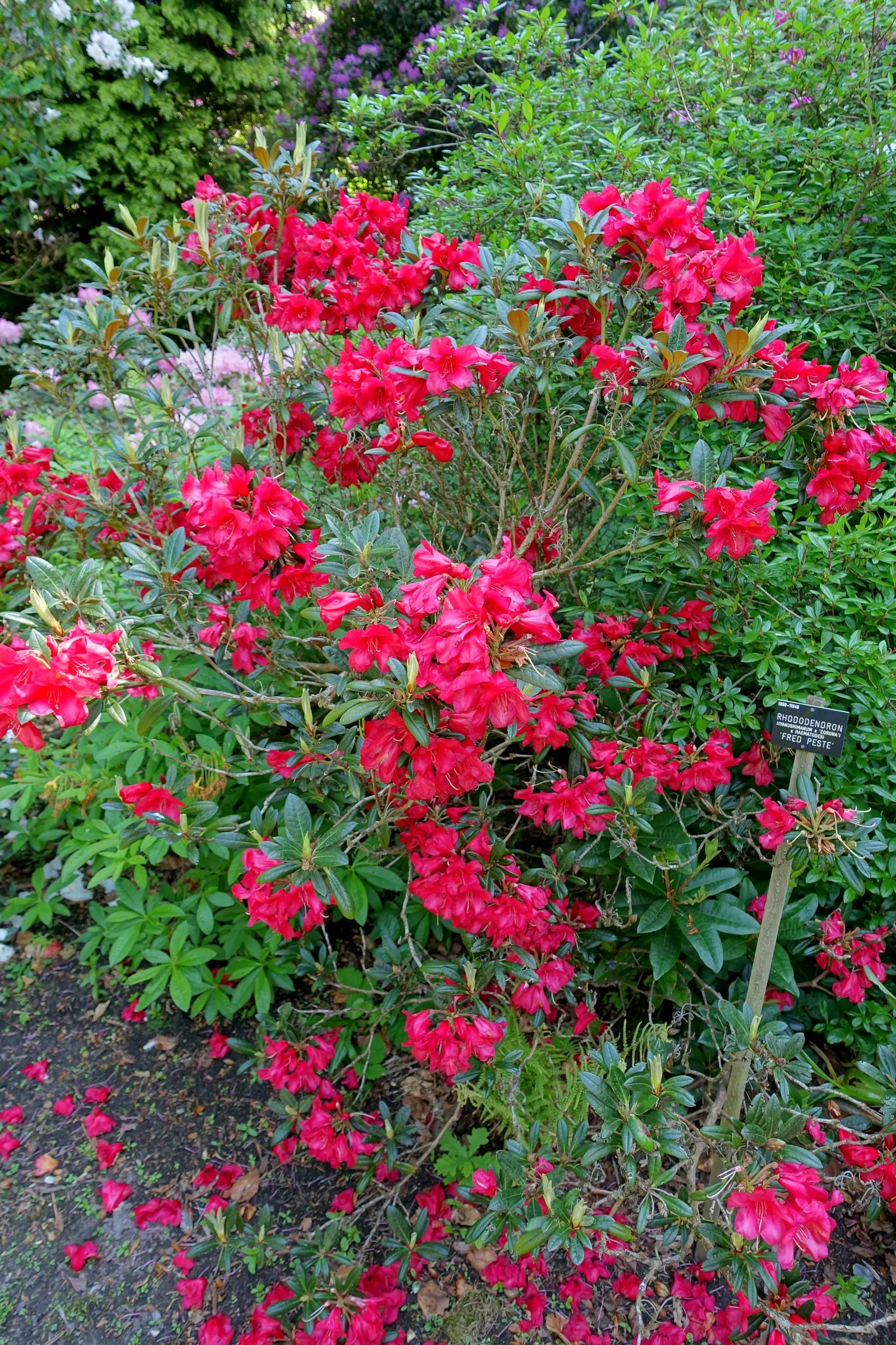 Fred Peste Rhododendron (Rhododendron 'Fred Peste') — a captivating broadleaf evergreen