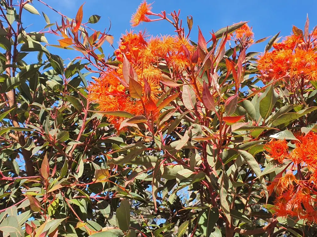 Red-Flowering Gum (Corymbia Ficifolia) — requiring minimal care once established; this hardy species is drought-tolerant once established, image 87