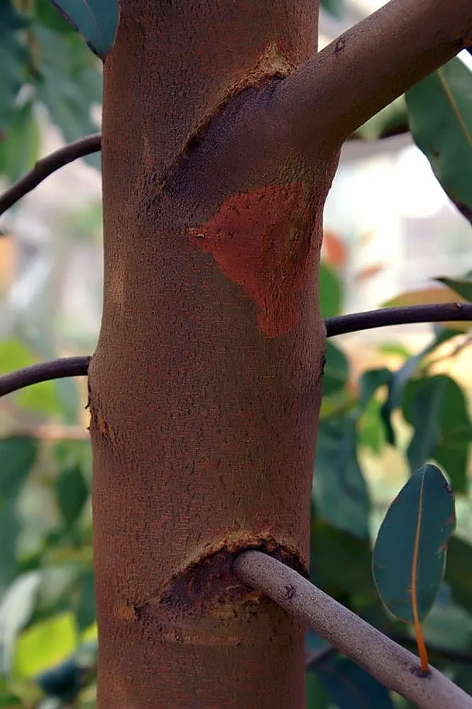 Red-Flowering Gum (Corymbia Ficifolia) — native to western Australia; creating a rounded and dense silhouette that provides ample, image 50