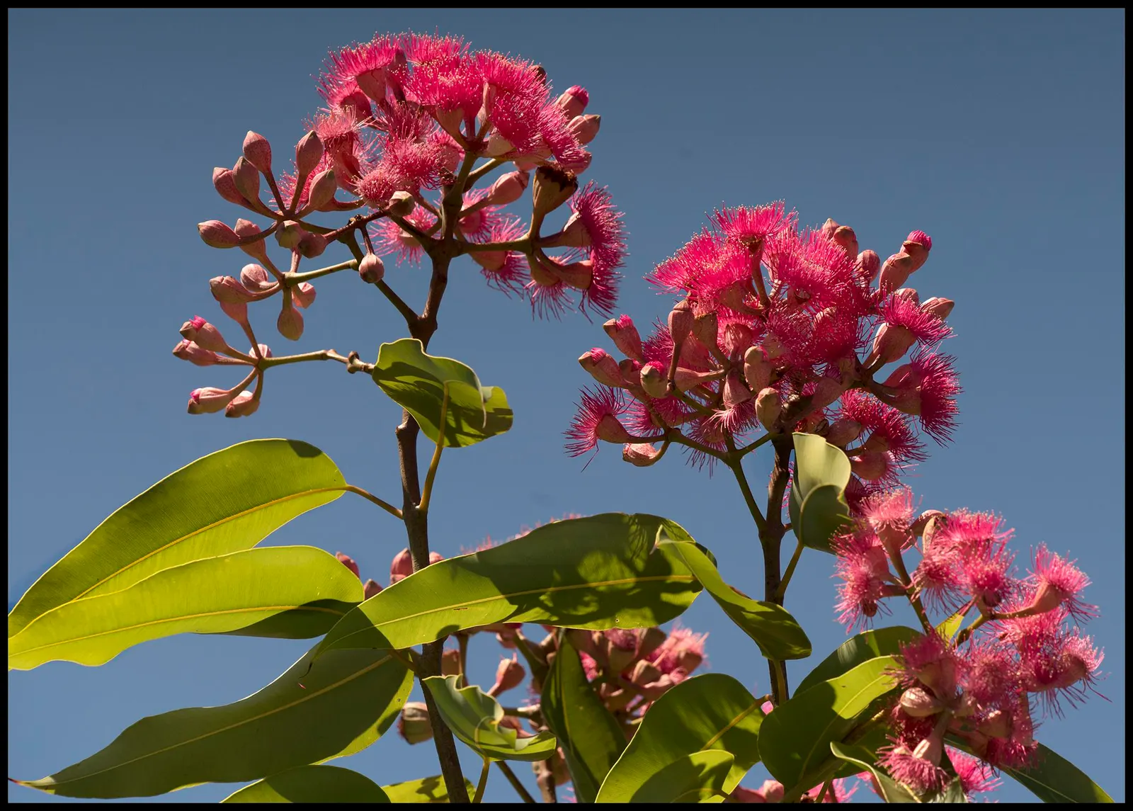 Red-Flowering Gum (Corymbia Ficifolia) — adding spectacular color and natural beauty to the garden setting