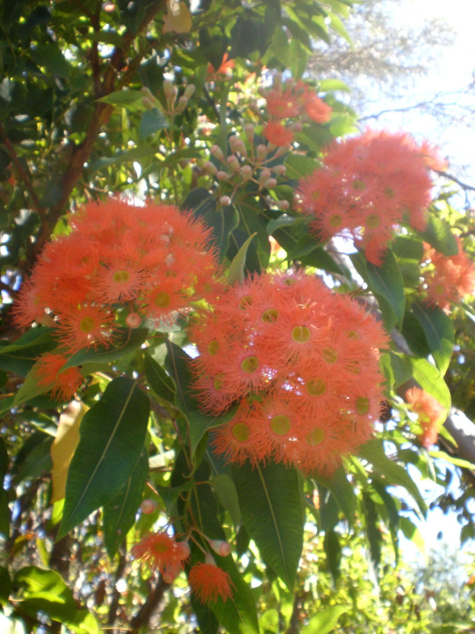 Red-Flowering Gum (Corymbia Ficifolia) — Pruning may be necessary to shape the tree and remove any dead or crossing branches