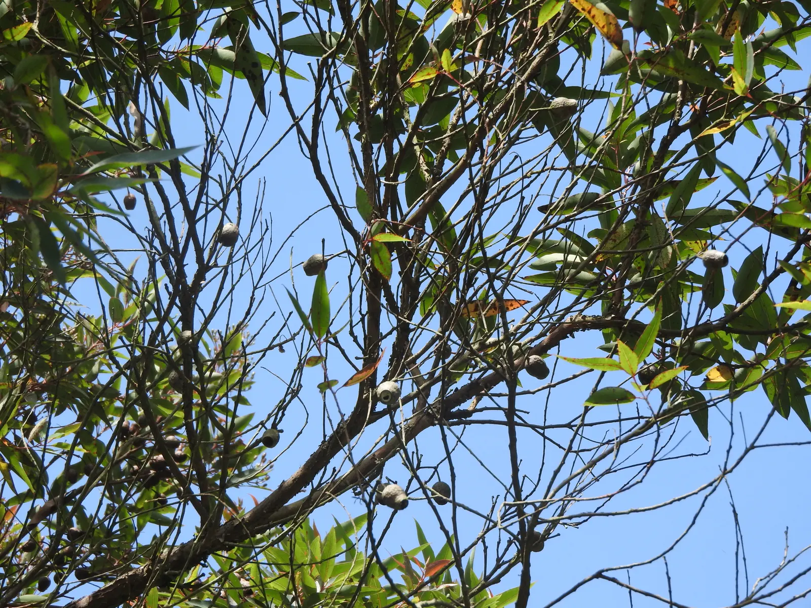 Red-Flowering Gum (Corymbia Ficifolia) — reaching heights up to 40 feet with a spread of about 30 feet; the Red-Flowering Gum (Corymbia ficifolia)