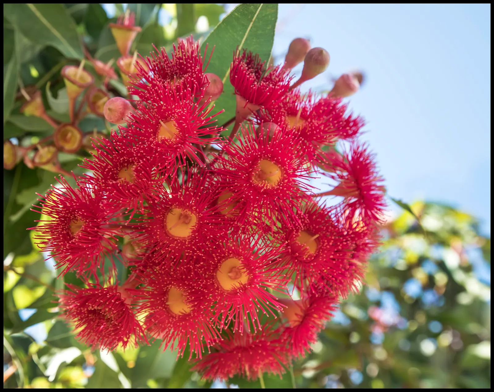 Red-Flowering Gum (Corymbia Ficifolia) — Pruning may be necessary to shape the tree and remove any dead or crossing branches; attracting an array of birds and
