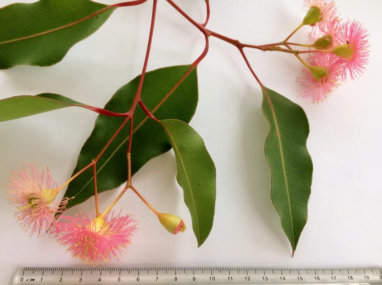 Red-Flowering Gum (Corymbia Ficifolia) — Mature specimens typically reach heights of 25 to 40 feet with a canopy spread of 20 to 30 feet; when, image 58