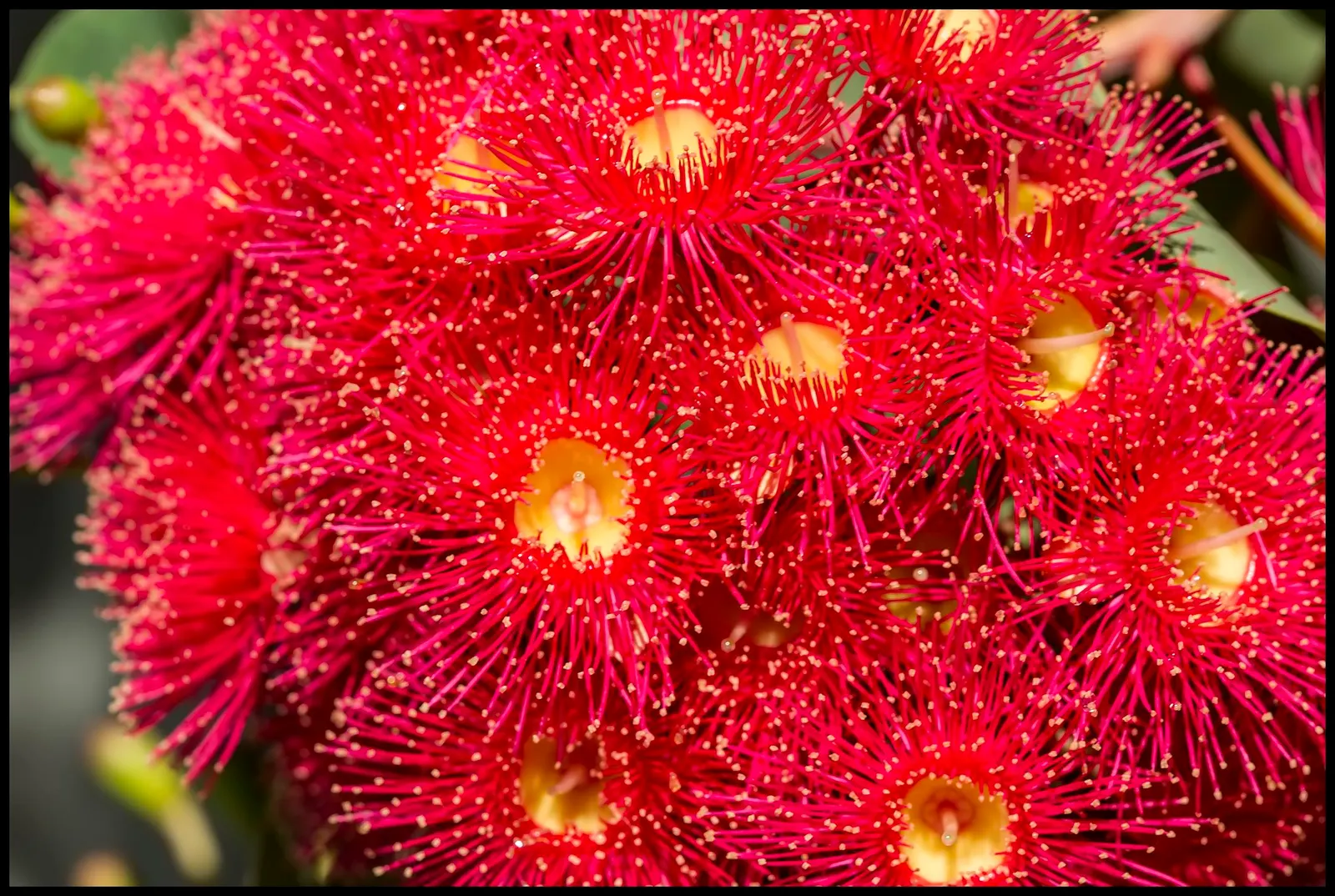 Red-Flowering Gum (Corymbia Ficifolia) — scientifically known as Corymbia ficifolia; renowned for its vibrant red blossoms that bloom in late, image 56