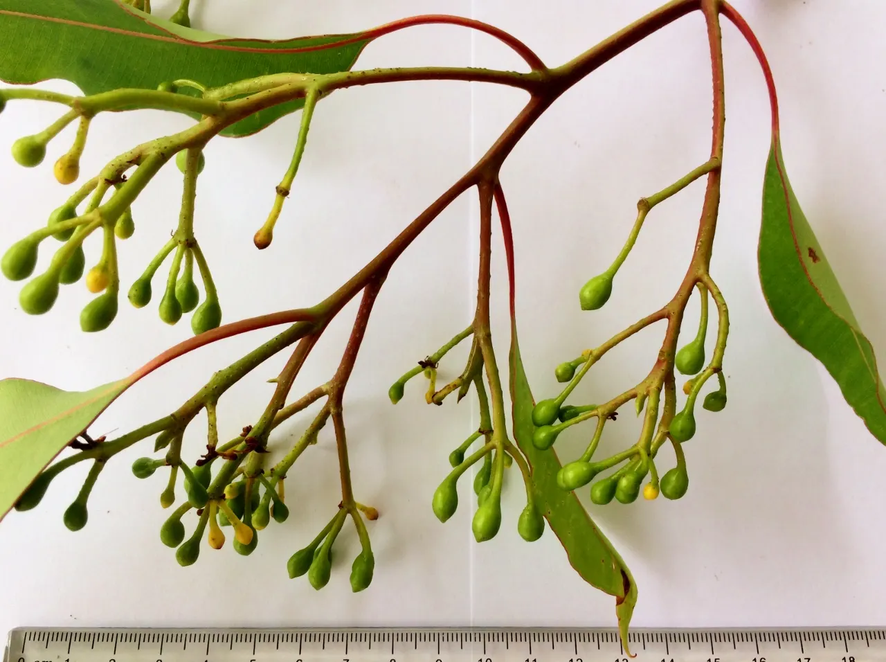Red-Flowering Gum (Corymbia Ficifolia) — When designing a landscape; mature specimens typically reach heights of 25 to 40 feet with a canopy spread of 20 to 30