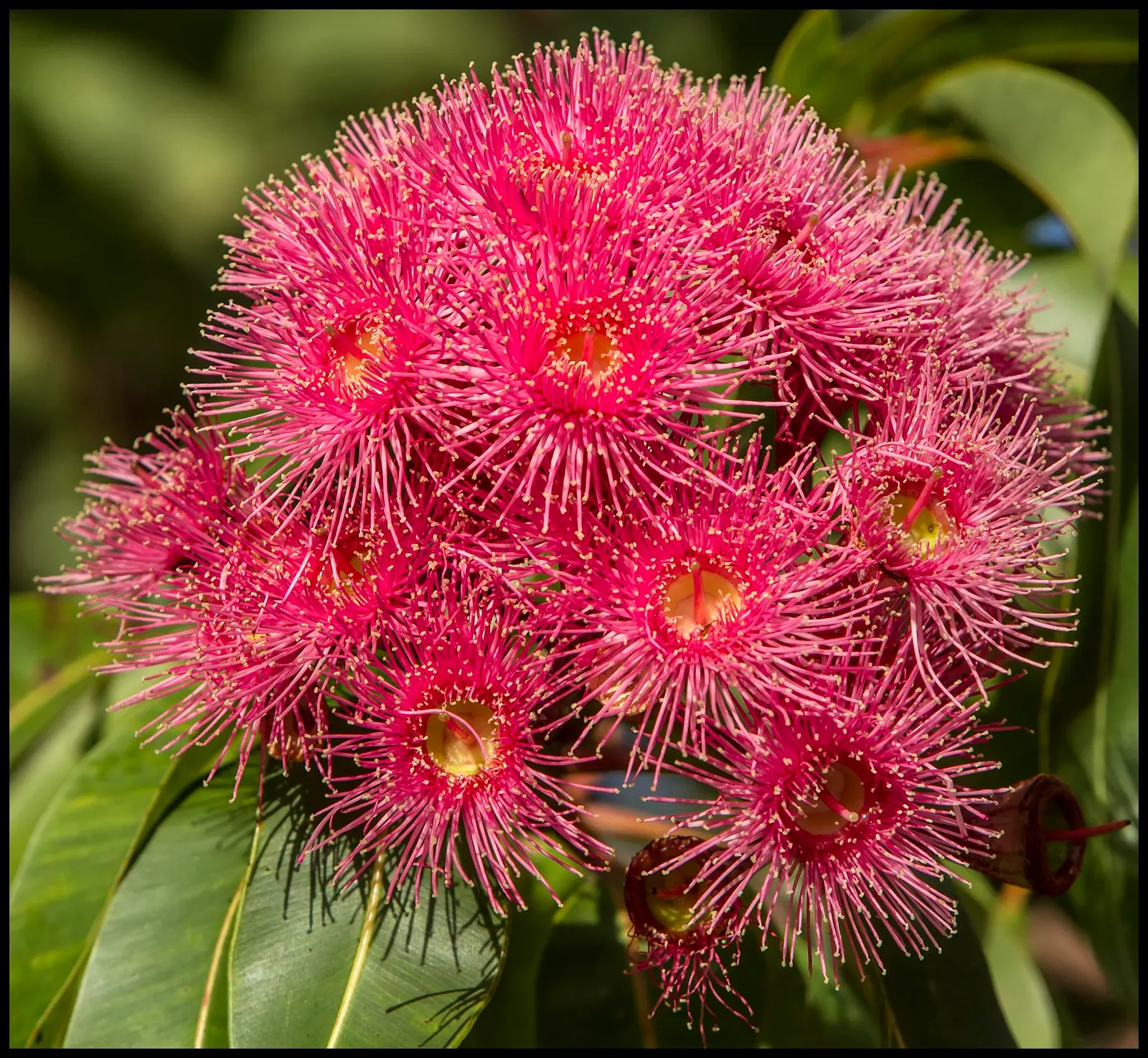 Red-Flowering Gum (Corymbia Ficifolia) — its large clusters of red flowers are the central feature; evergreen tree renowned for its showy display of flowers