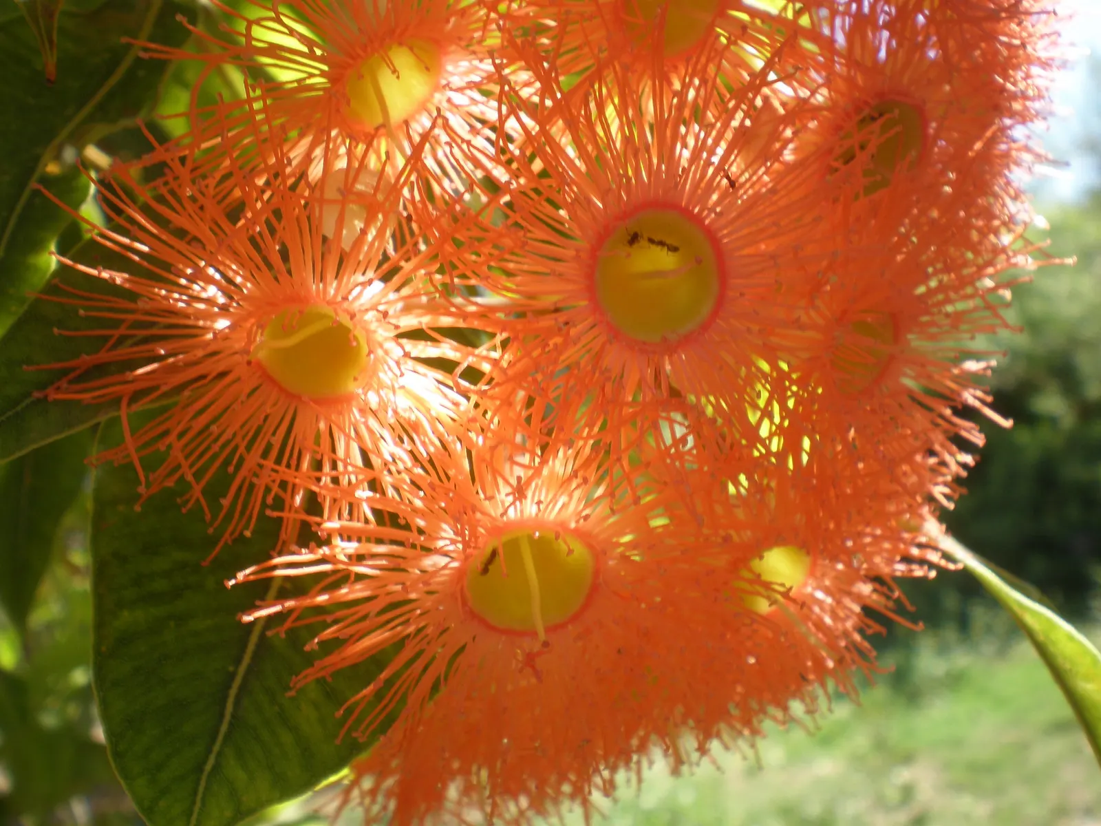 Red-Flowering Gum (Corymbia Ficifolia) — consideration should be given to the tree's mature size to ensure it has adequate space to flourish