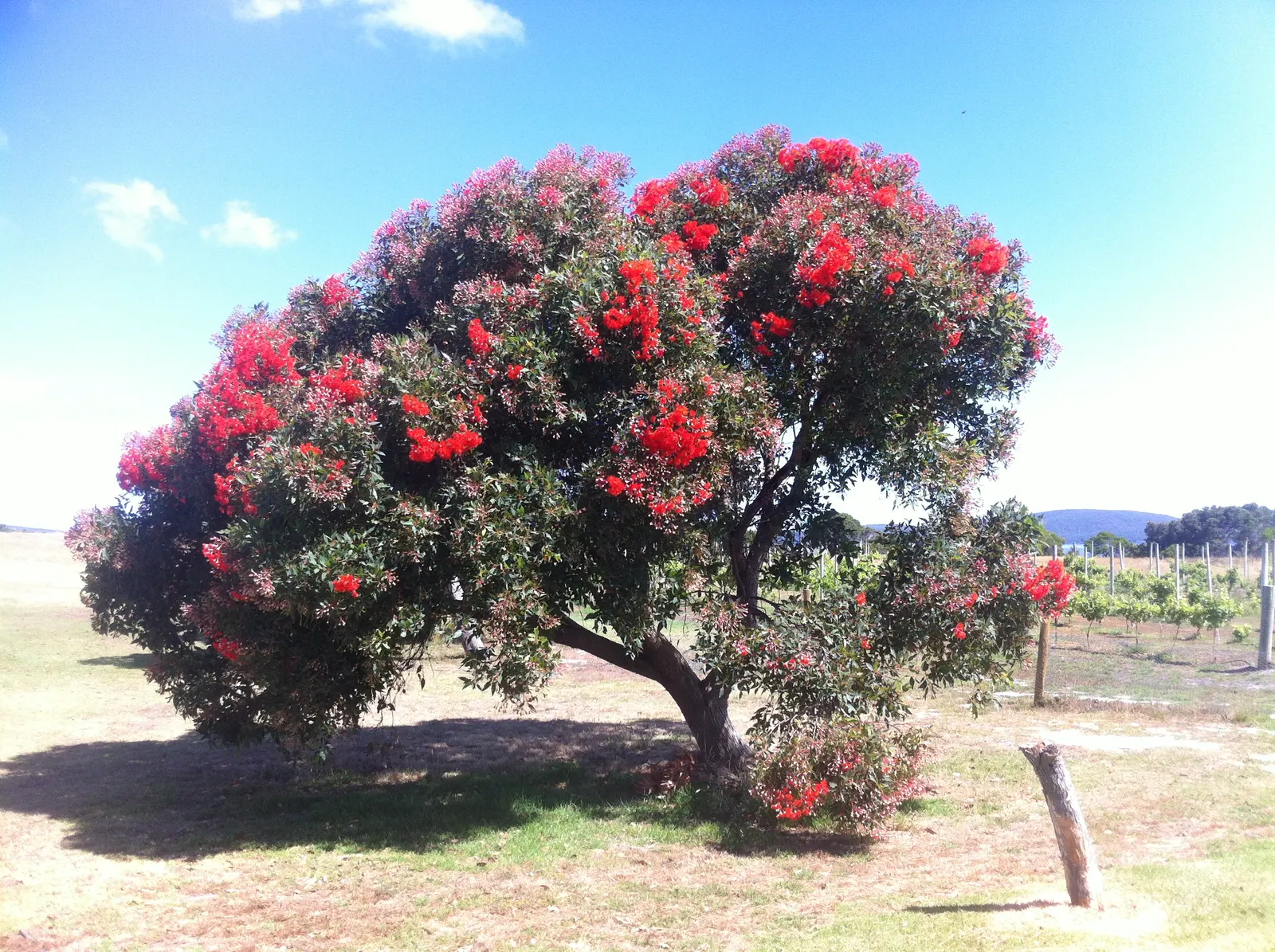 Red-Flowering Gum (Corymbia Ficifolia) — is a striking ornamental tree; though young trees will benefit from regular watering during prolonged dry spells
