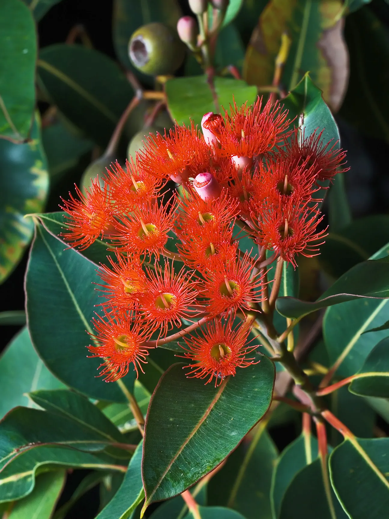 Red-Flowering Gum (Corymbia Ficifolia) — Pruning may be necessary to shape the tree and remove any dead or crossing branches; attracting an array, image 64