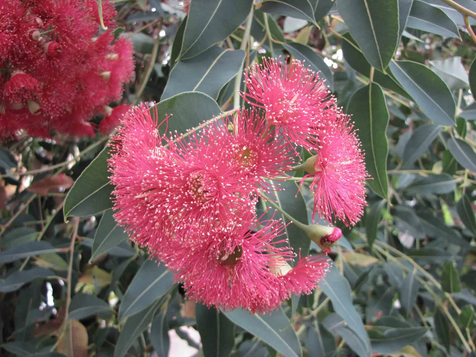 Red-Flowering Gum (Corymbia Ficifolia) — is a striking ornamental tree