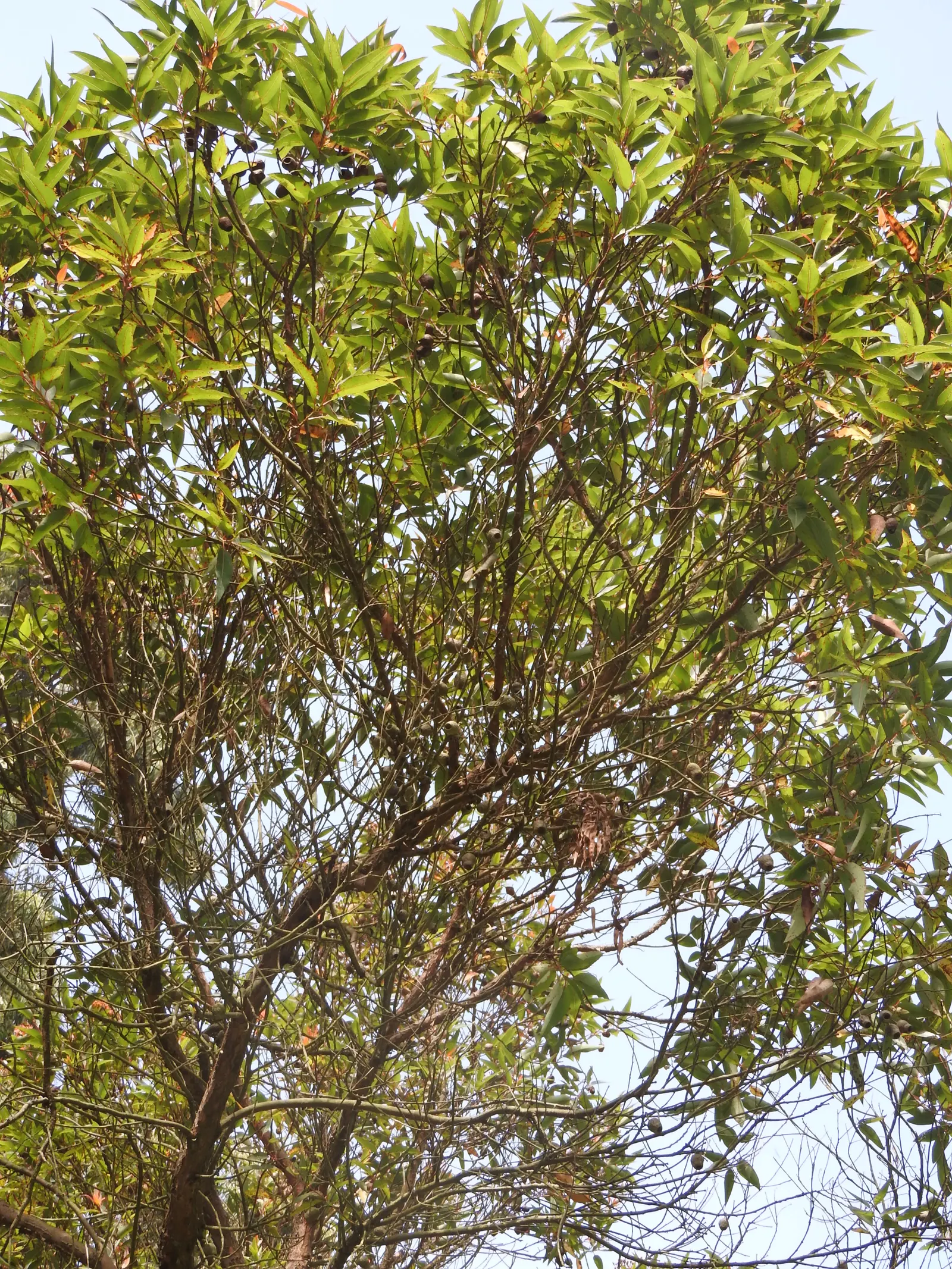 Red-Flowering Gum (Corymbia Ficifolia) — tree with red blooms