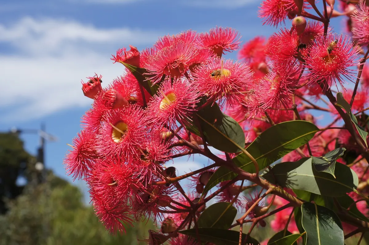 Red-Flowering Gum (Corymbia Ficifolia) — tree with red blooms; the flowers can also present shades of pink, orange, or even creamy white, depending on the