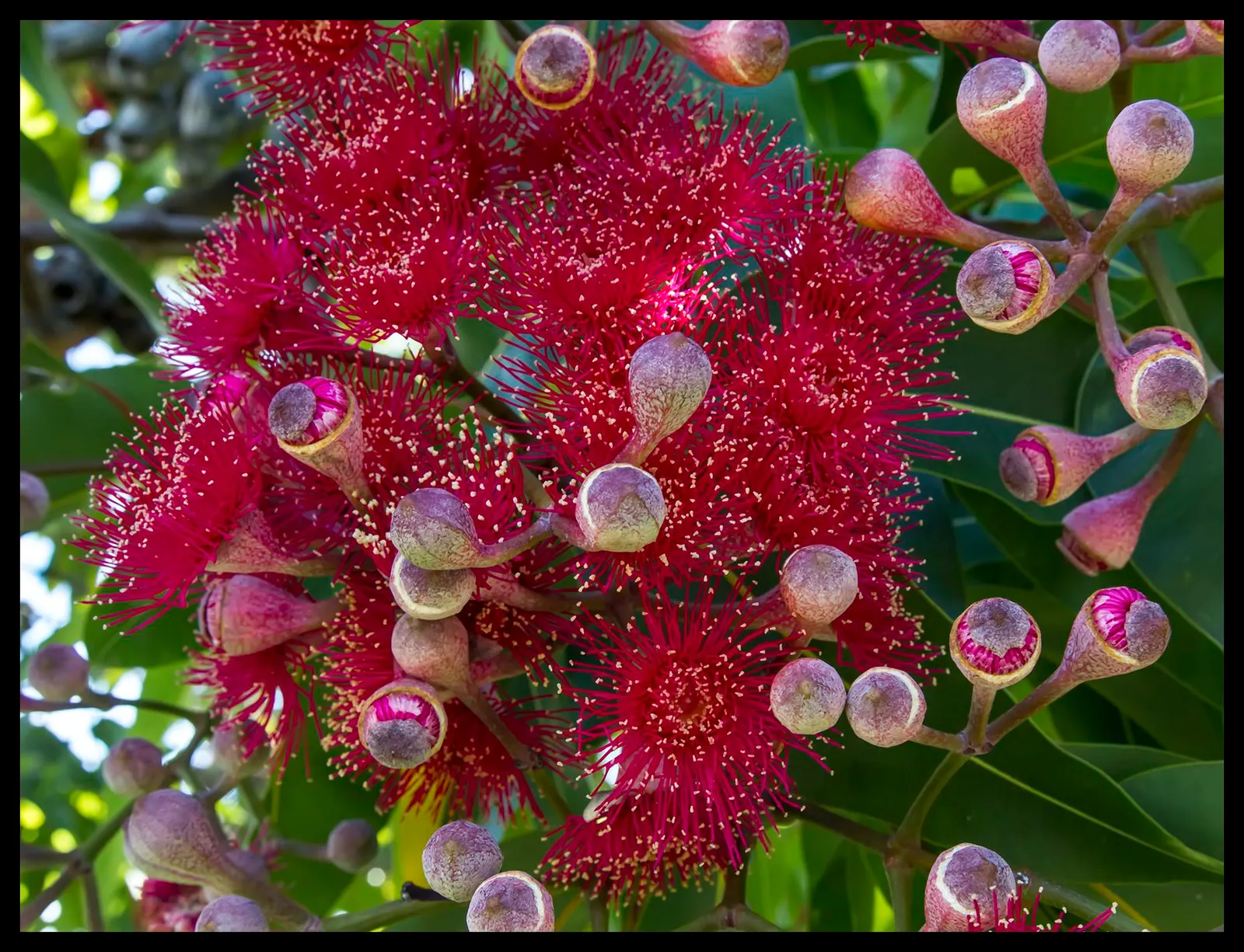 Red-Flowering Gum (Corymbia Ficifolia) — consideration should be given to the tree's mature size to ensure it has adequate space to flourish; its tolerance of