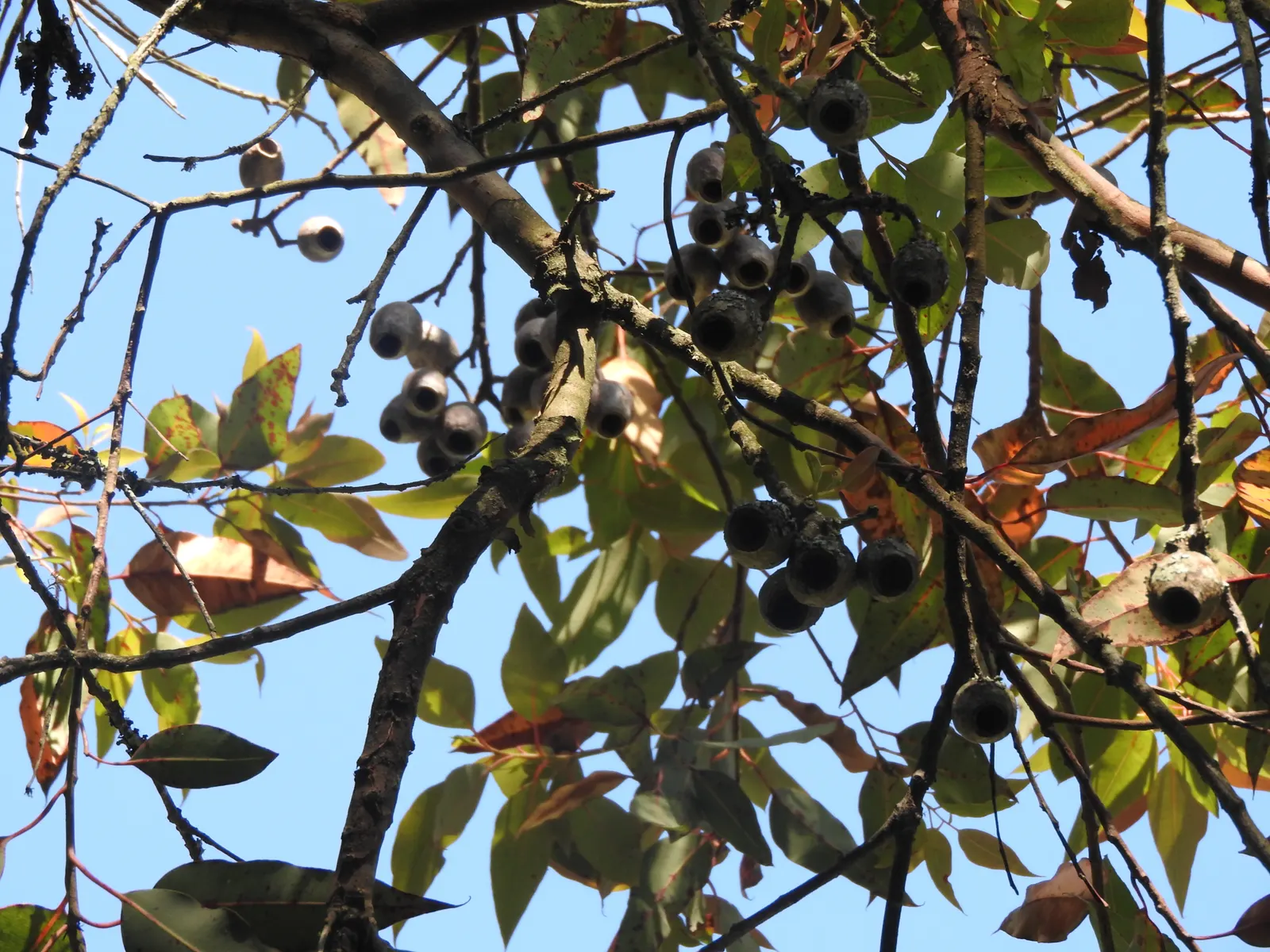 Red-Flowering Gum (Corymbia Ficifolia) — is a striking ornamental tree; though young trees will benefit from regular watering during prolonged dry, image 51
