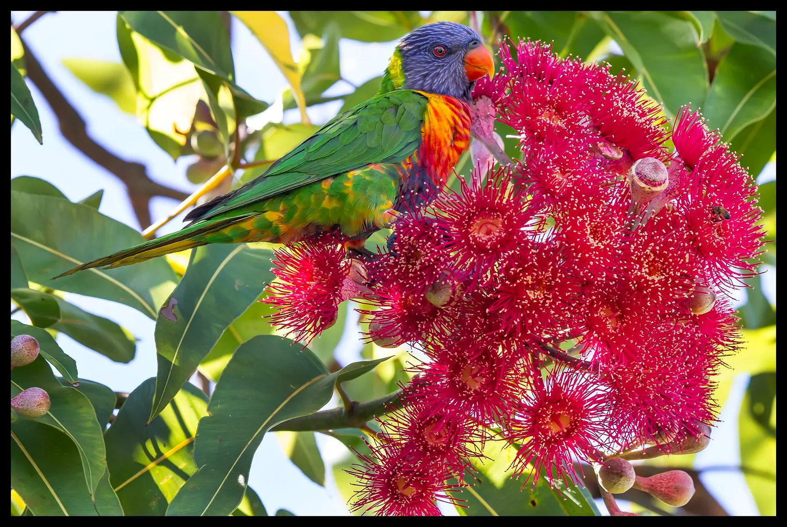 Red-Flowering Gum (Corymbia Ficifolia) — consideration should be given to the tree's mature size to ensure it has adequate space to flourish; its, image 68