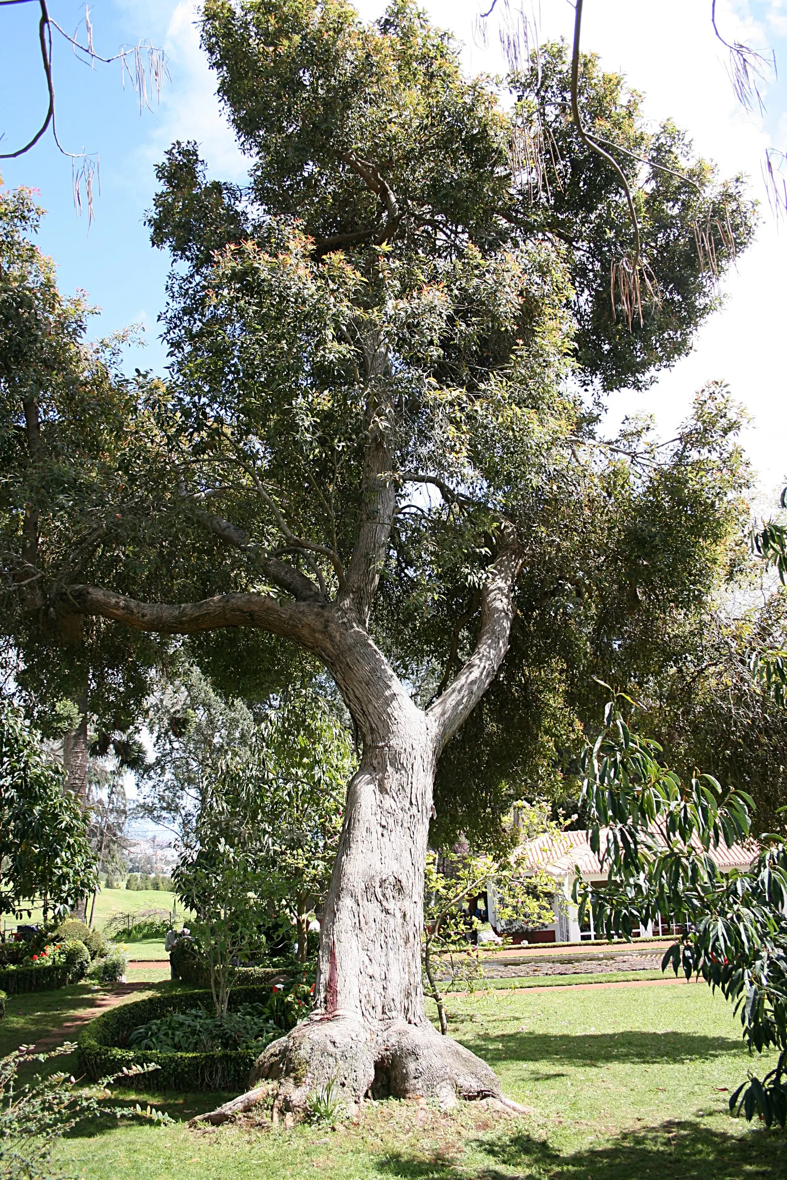 Red-Flowering Gum (Corymbia Ficifolia) — tree with red blooms; the flowers can also present shades of pink, orange, or even creamy white, depending, image 71