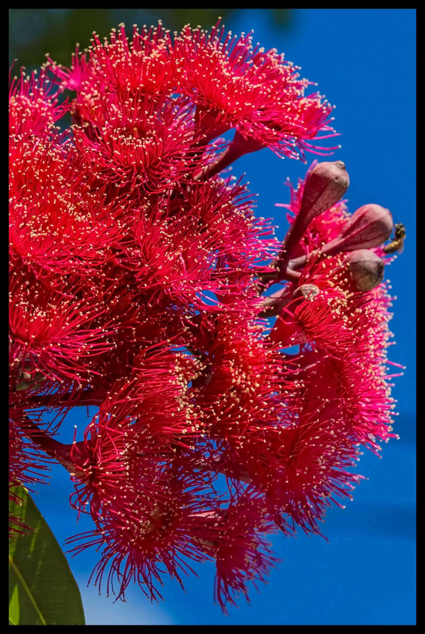 Red-Flowering Gum (Corymbia Ficifolia) — creating a rounded and dense silhouette that provides ample shade.<br><br>Blooming mainly in the summer, image 59