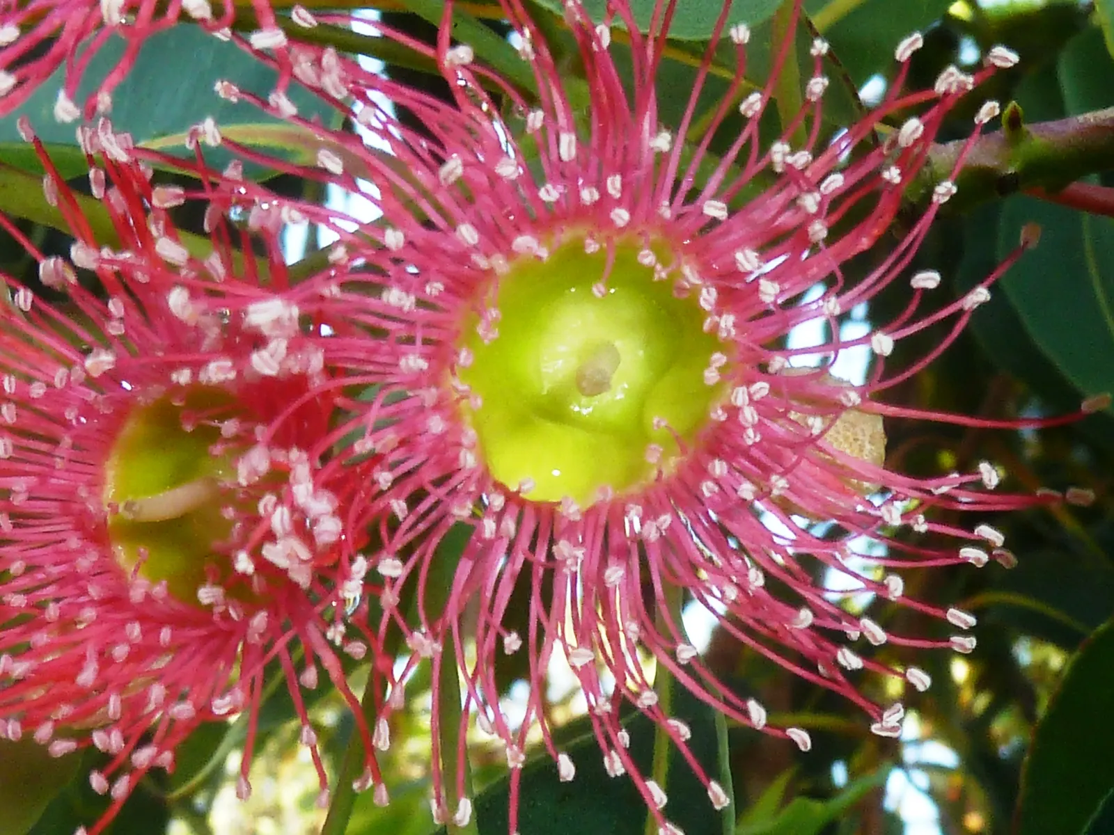 Red-Flowering Gum (Corymbia Ficifolia) — The Red-Flowering Gum (Corymbia ficifolia); reaching heights up to 40 feet with a spread of about 30 feet, image 49