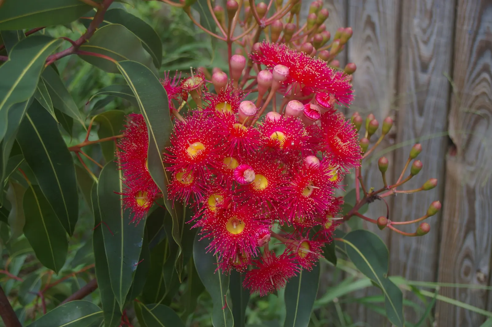 Red-Flowering Gum (Corymbia Ficifolia) — native to western Australia